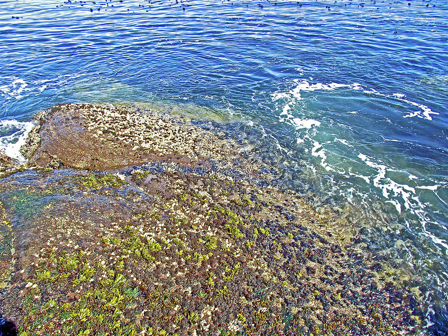  Sea Life on the Rocks in Salt Creek Recreation Area on Olympic Peninsula, Washington  #1 Photograph by Ruth Hager