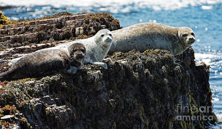 Sea Lions at Sea Lion Cove State Marine Conservation Area Photograph by