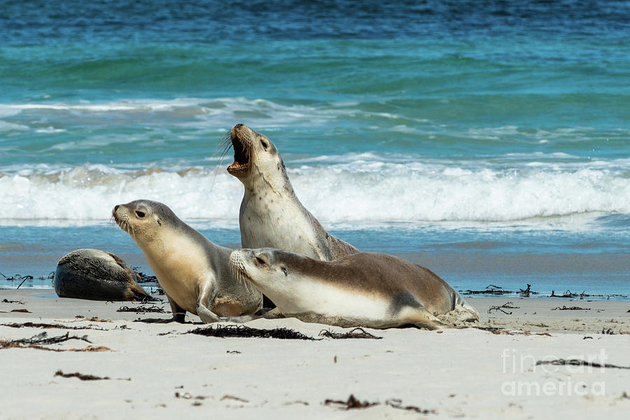 Sea Lions Australia #3 Photograph by Andrew Michael