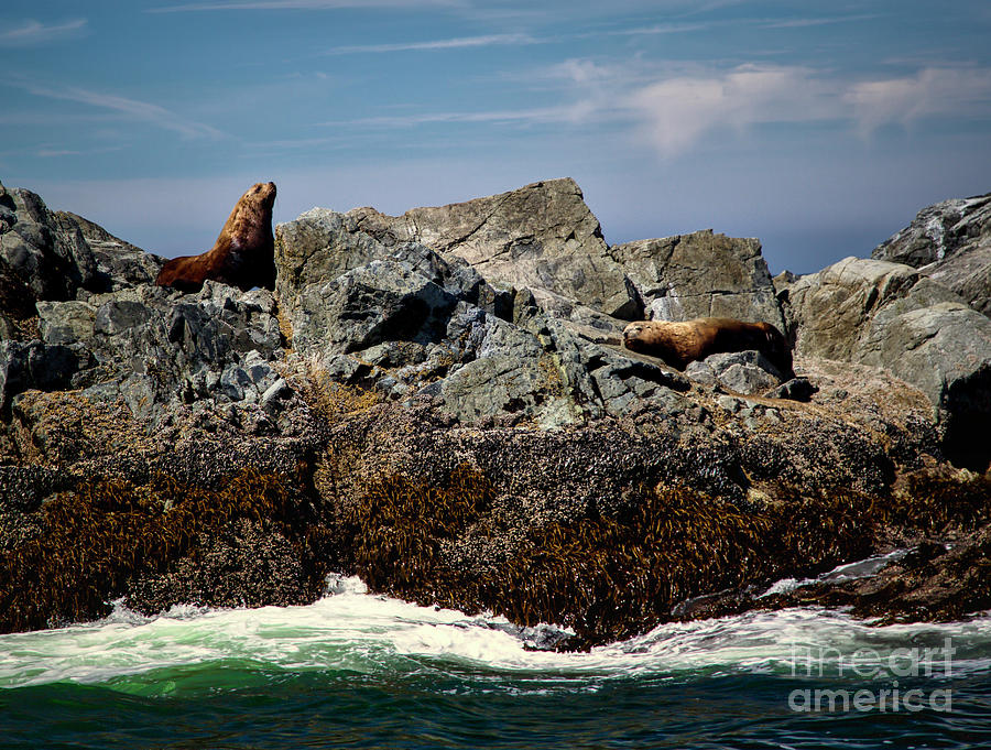 Sea Lions #1 Photograph by Bruce Block