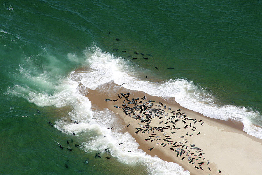 Sea Lions Photograph by Richard Sherman - Fine Art America