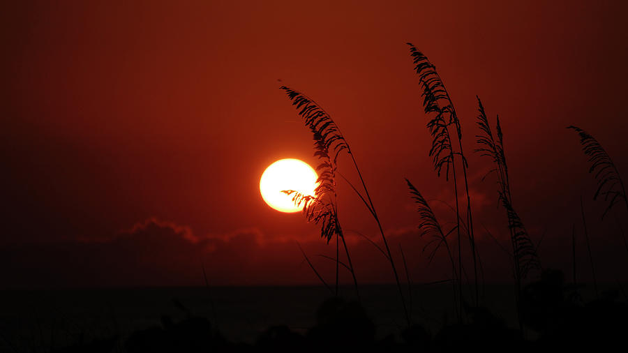 Sea Oat Sunrise Delray Beach Florida #1 Photograph by Lawrence S Richardson Jr