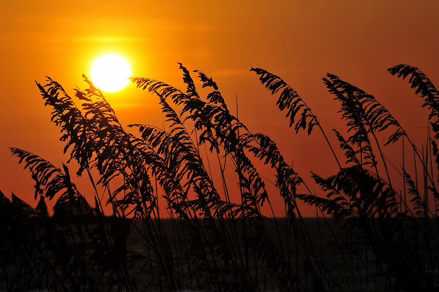 Summer Photograph - Sea Oats at Sunset #1 by David Lee Thompson