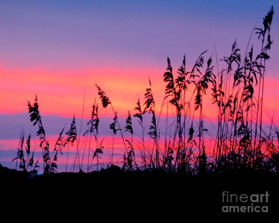 Sea Oats at Sunset #1 Photograph by Jean Wright