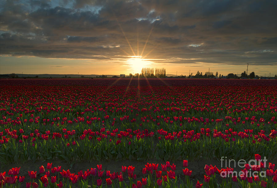 Sea of Red Tulips Photograph by Michael Dawson