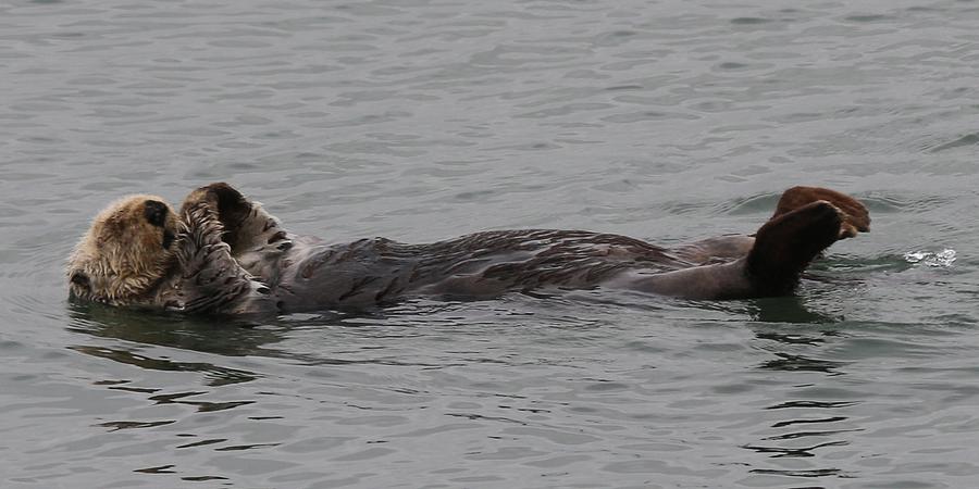 Sea Otter  #2 Photograph by Christy Pooschke