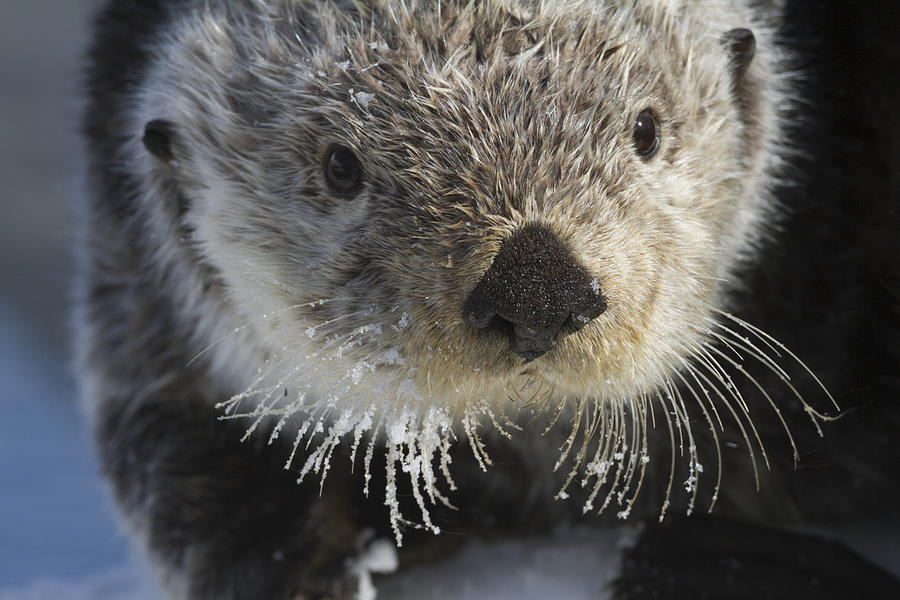 Sea Otter In Whittier, Alaska. Winter #1 Photograph by Doug Lindstrand