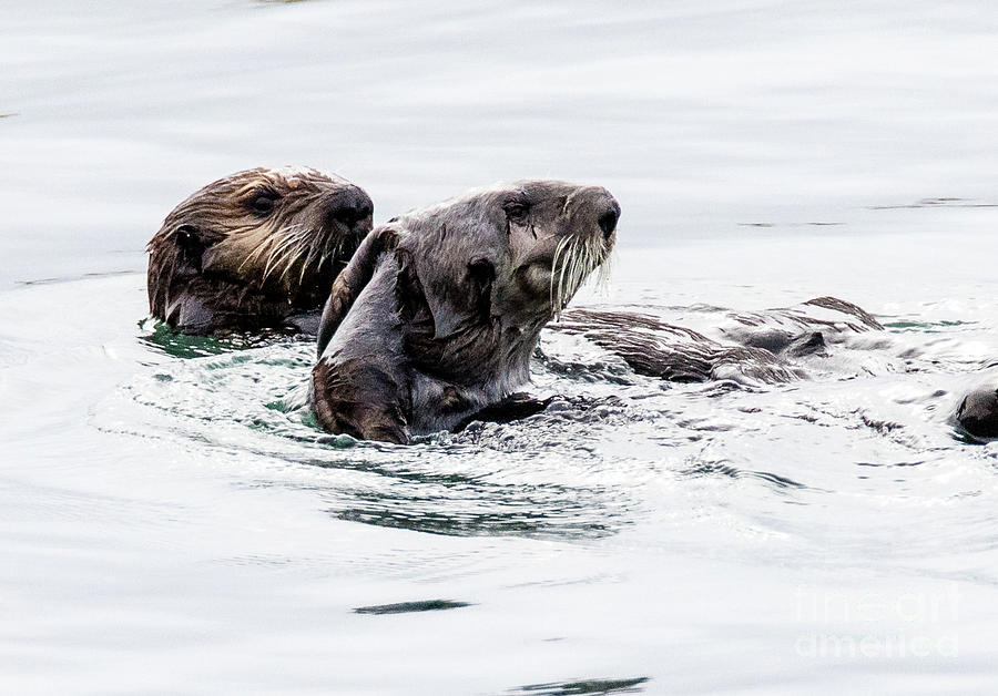 Sea Otters Photograph - Sea Otters  7A9689 #1 by Stephen Parker