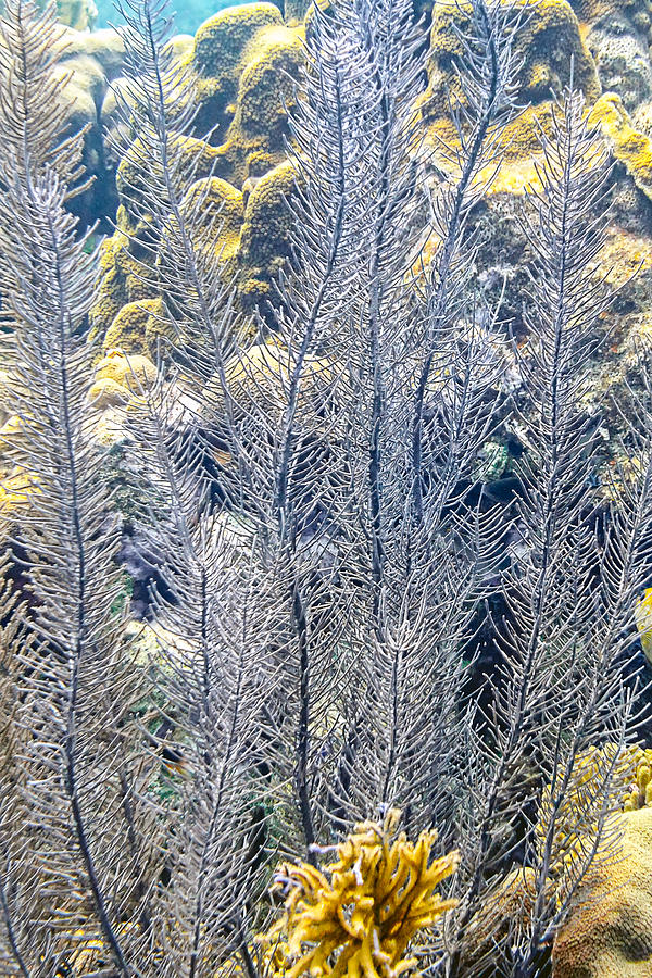 Sea Plumes Coral Photograph by Perla Copernik