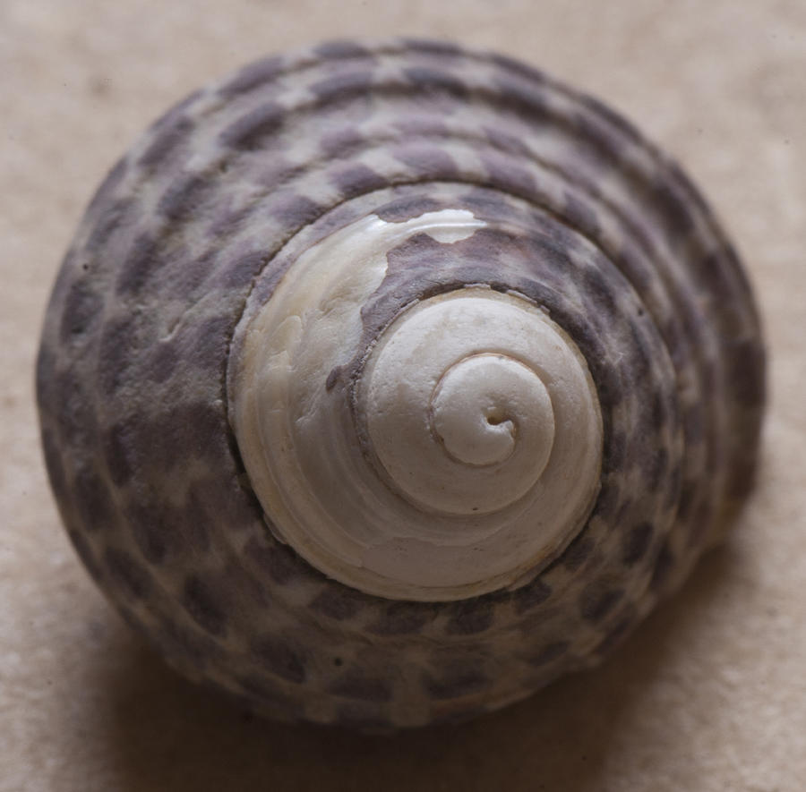 Sea shell #1 Photograph by Masami Iida