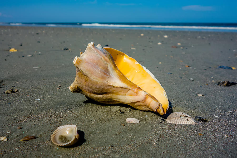 Sea Shell On A Beach Of Atlantic Ocean At Sunset #1 Photograph by Alex Grichenko