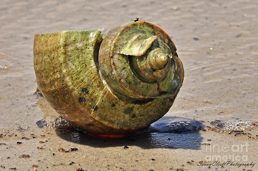 Sea Shell  #1 Photograph by Susan Cliett