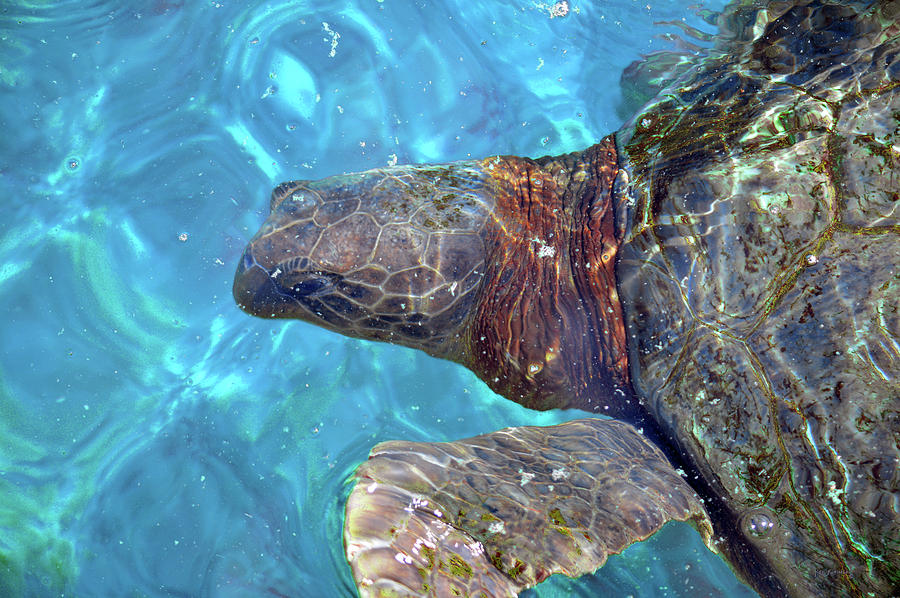 Sea Turtle Close Up Photograph by Ken Figurski