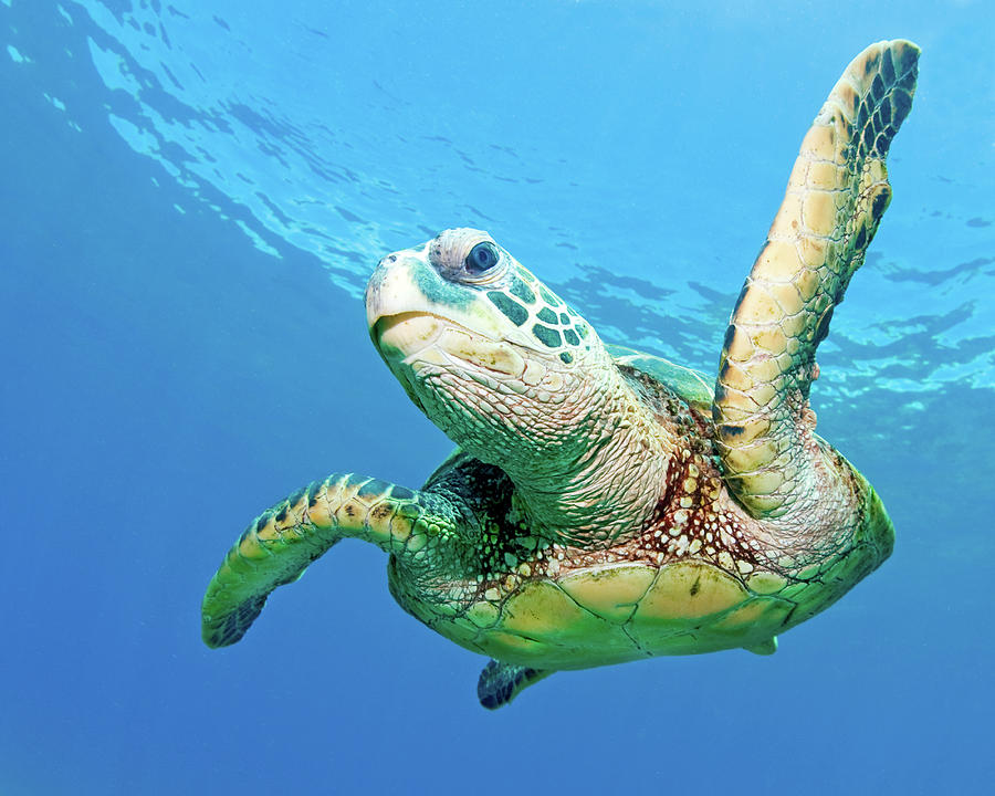 Sea Turtle Photograph by Monica and Michael Sweet