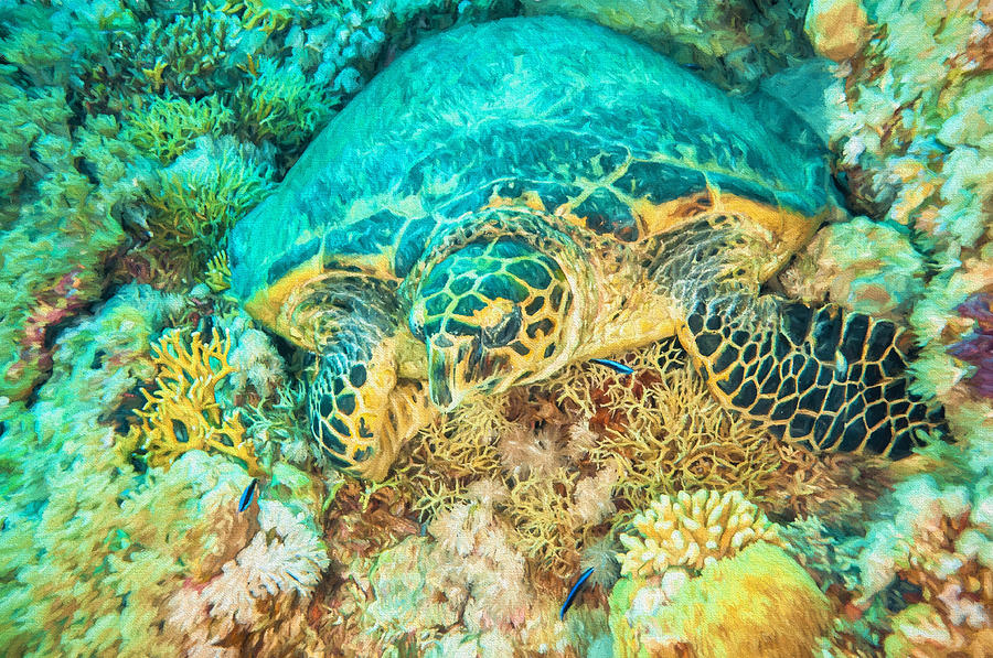 Sea Turtle #1 Digital Art by Roy Pedersen