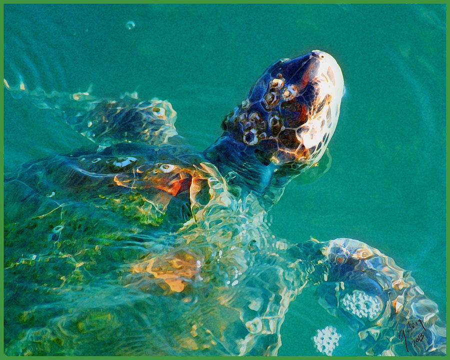 Wildlife Photograph - Sea Turtle #14 by W Gilroy
