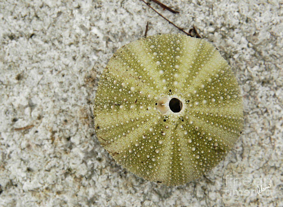 Sea Urchin #1 Photograph by Alana Ranney