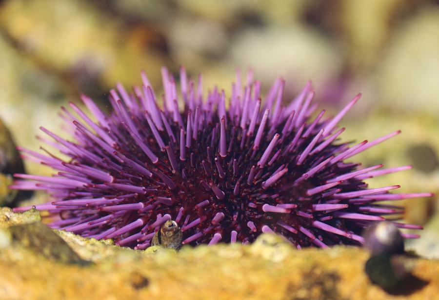 Sea Urchin  Photograph by Christy Pooschke