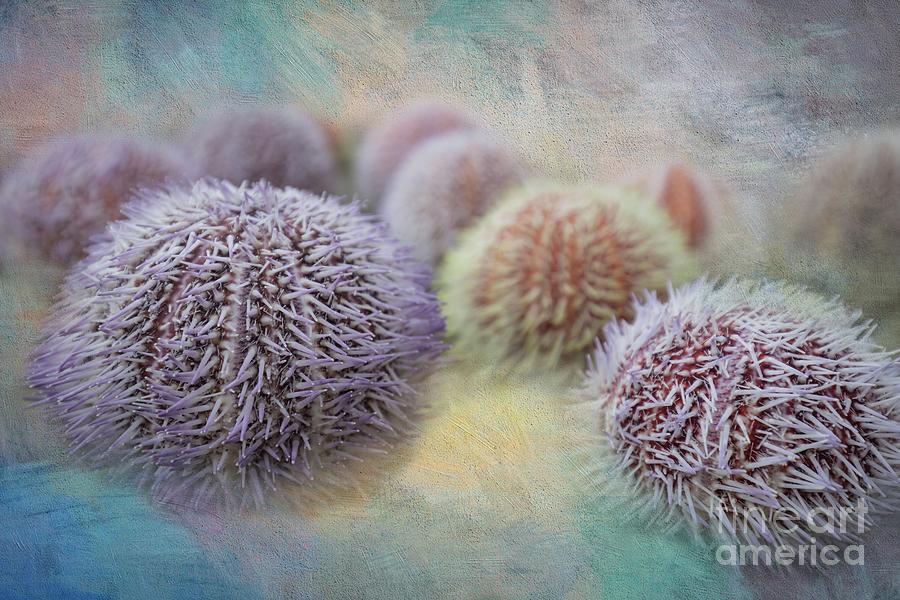 Sea Urchin Shells #1 Photograph by Eva Lechner
