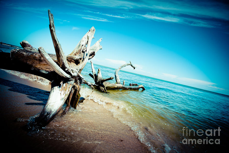 Seacost with old tree in water Kolka Artmif #1 Photograph by Raimond Klavins
