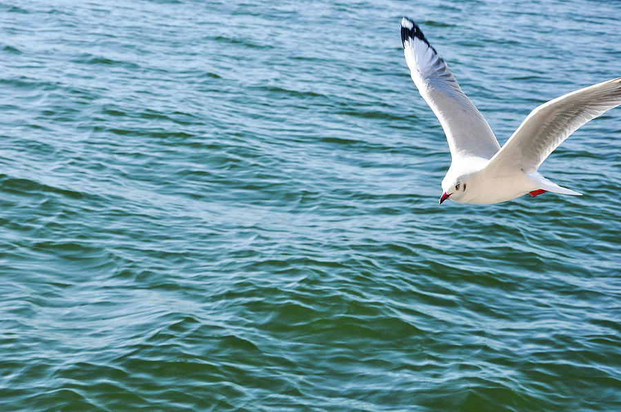 Seagull above the sea #1 Photograph by Carl Ning