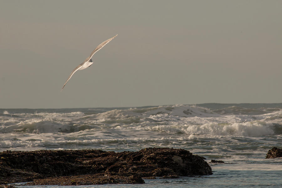 Seagull in Flight #1 Photograph by Teresa Wilson