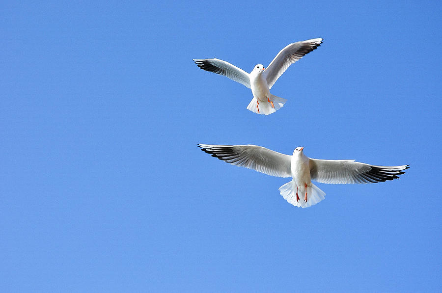 Seagull in the sky #1 Photograph by Carl Ning