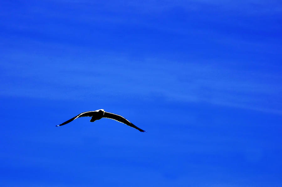 Seagull Photograph by Jorge Felix | Fine Art America