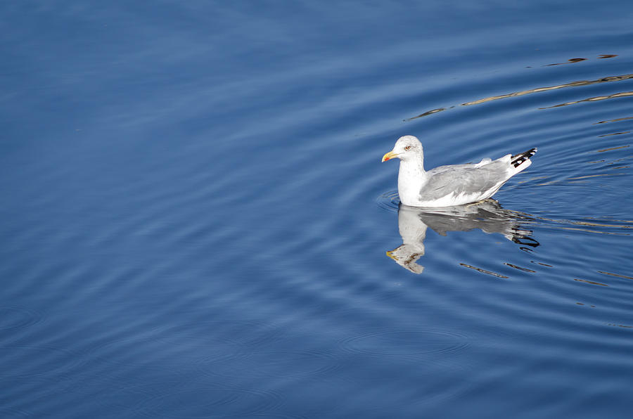 Seagull #1 Photograph by Paulo Goncalves