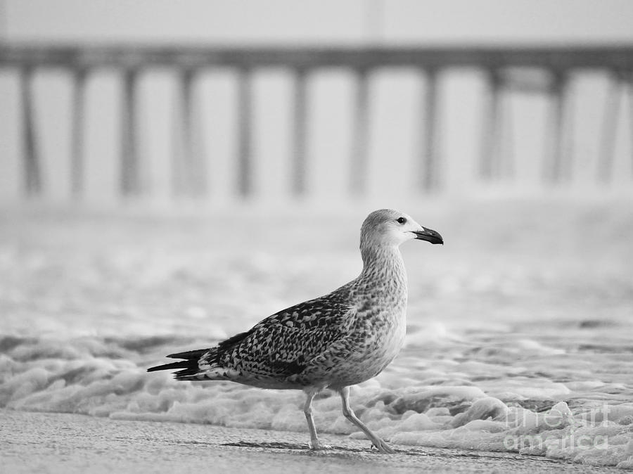 Seagull in Black and White Photograph by Rachel Morrison