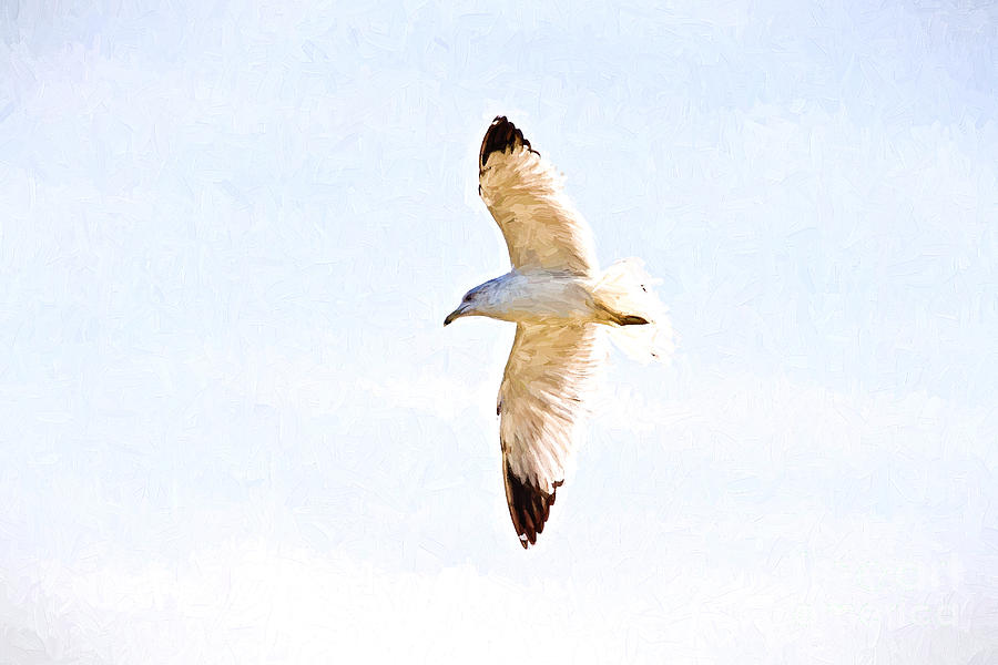 Seagull #1 Photograph by Scott Pellegrin