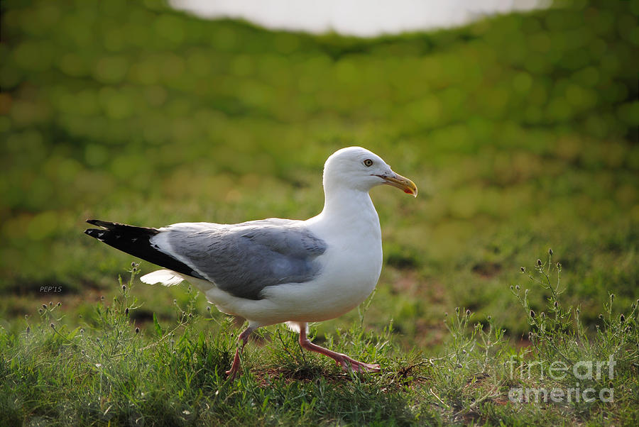 Seagull Walking #1 Photograph by Phil Perkins