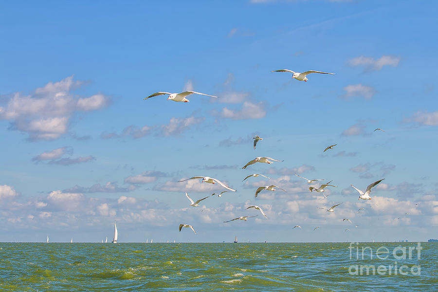 Seagulls above the ocean #1 Photograph by Patricia Hofmeester