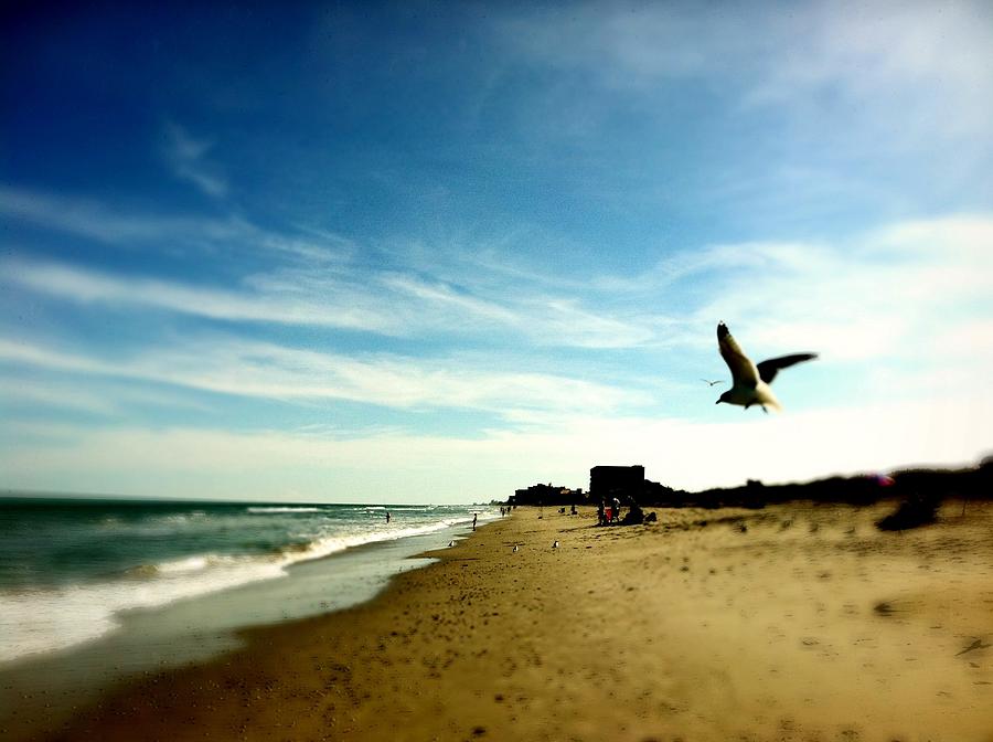 Seagulls At The Beach. #1 Photograph by Carlos Avila