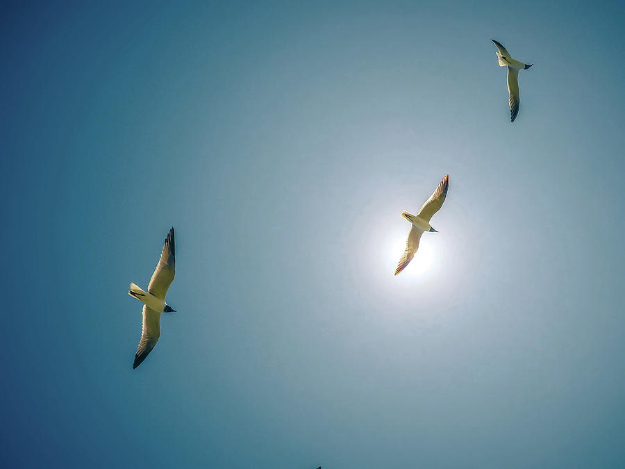 Seagulls Flying In The Sunny Sky #1 Photograph by Alex Grichenko
