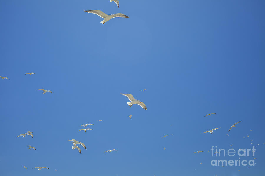 Seagulls flying  Photograph by Patricia Hofmeester