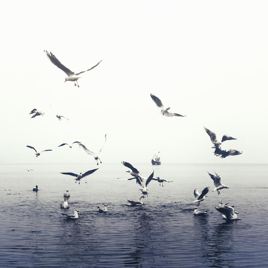 Seagull Photograph - Seagulls #1 by Joana Kruse