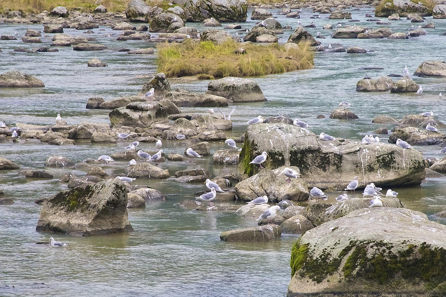 Seagulls on the Rocks #1 Photograph by Richard J Cassato