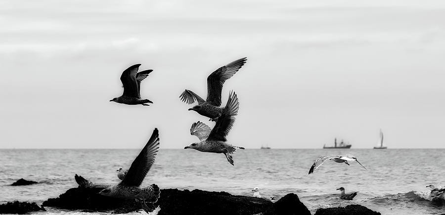 Seagulls Over The North Sea #1 Photograph by Mountain Dreams