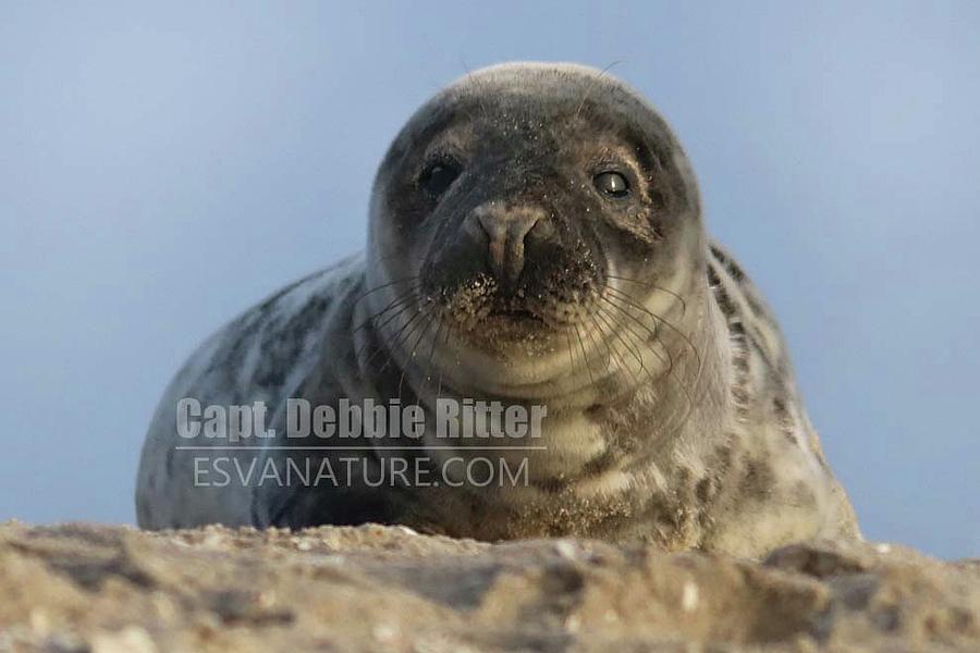 Seal 0040 by Captain Debbie Ritter Seal 0040 by Captain Debbie Ritter