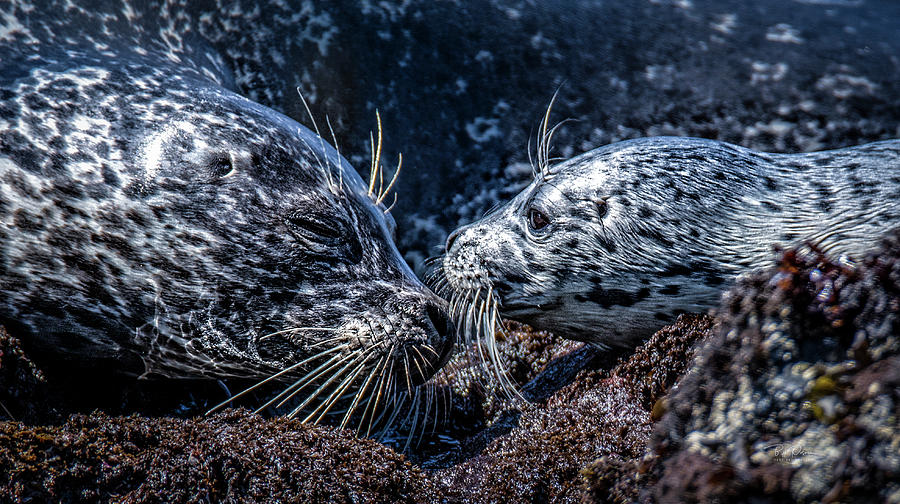 Seal Pup with Mom #2 Photograph by Bill Posner