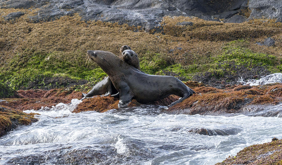 Seals - Montague Island - Australia #1 Photograph by Steven Ralser