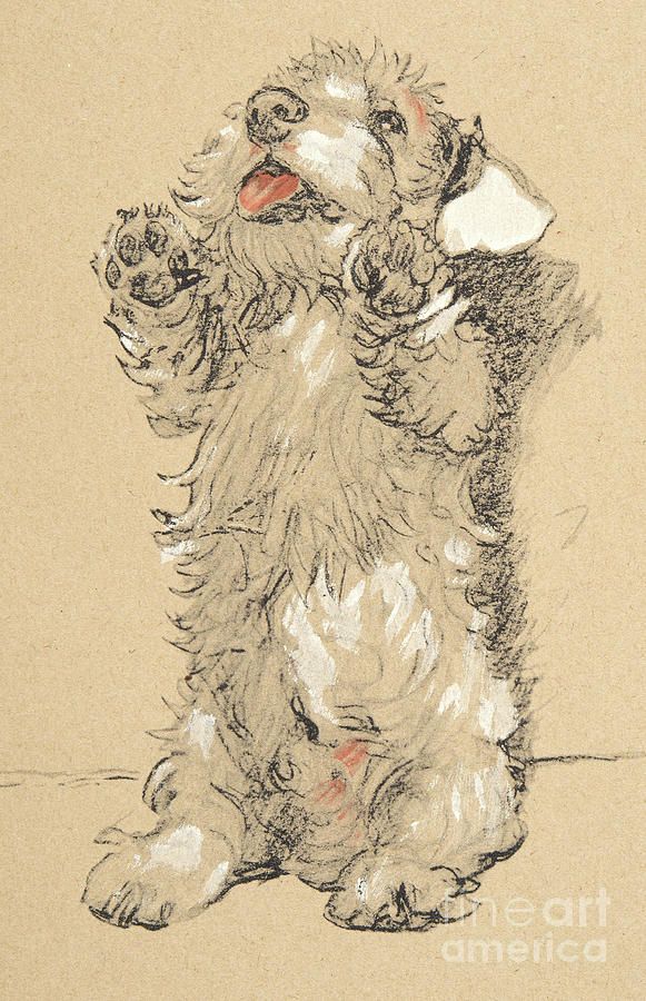Dog Drawing - Sealyham by Cecil Charles Windsor Aldin