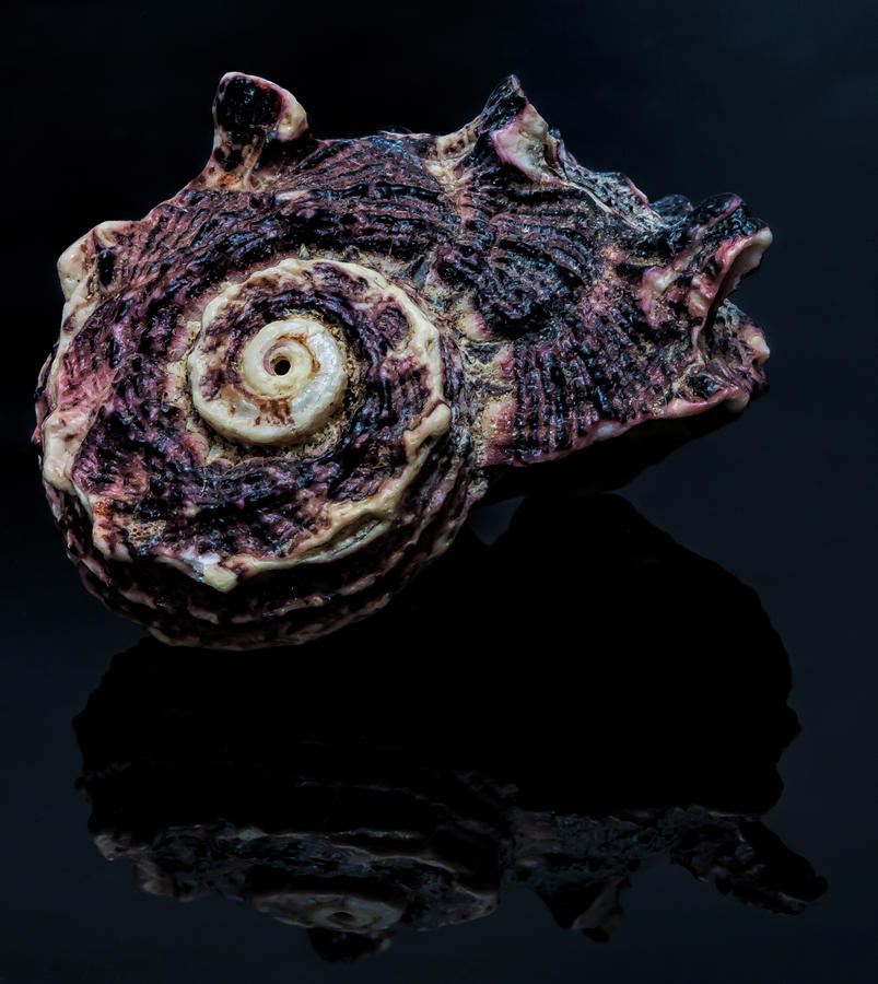 Seashell #1 Photograph by Robert Ullmann