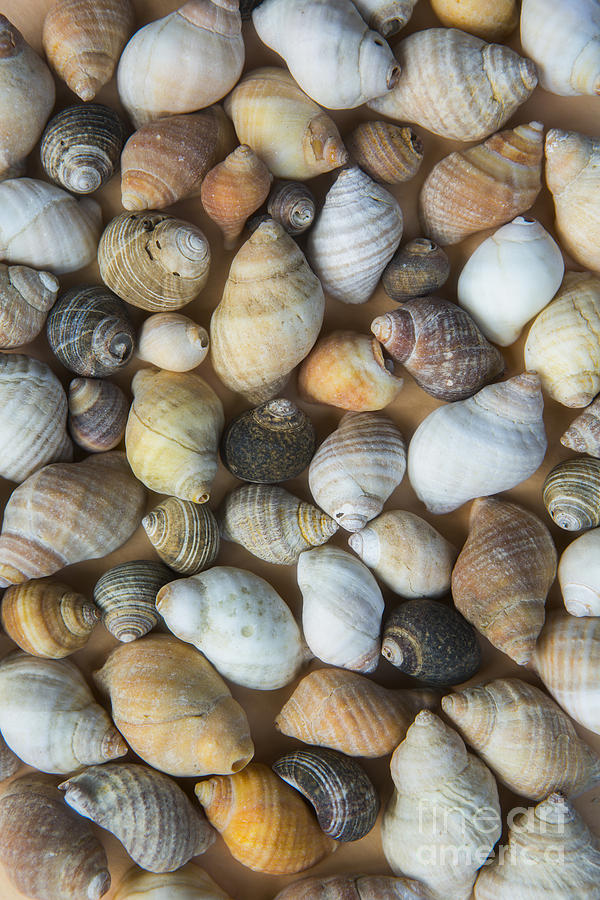 Seashells #2 Photograph by Diane Diederich