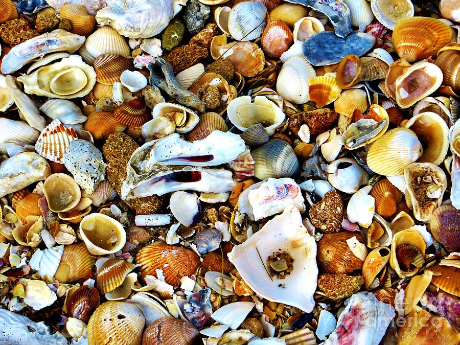 Seashells #1 Photograph by Tim Townsend