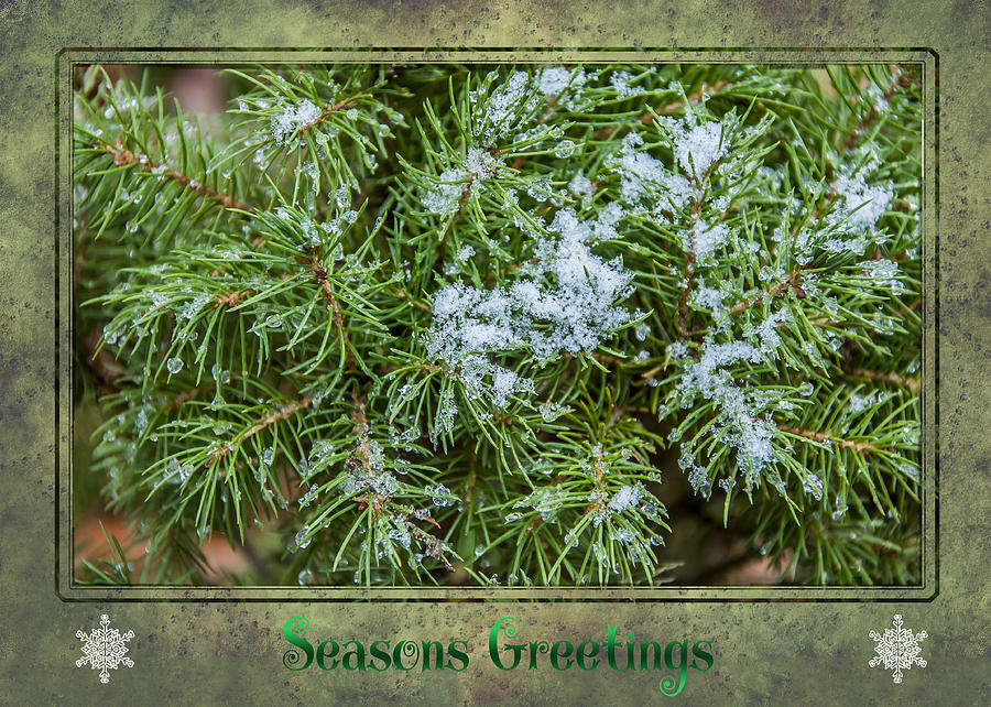 Seasons Greetings #1 Photograph by Cathy Kovarik