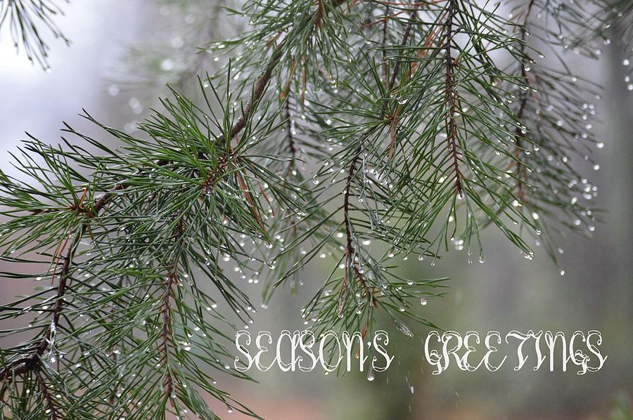 Seasons Greetings #1 Photograph by Jewels Hamrick
