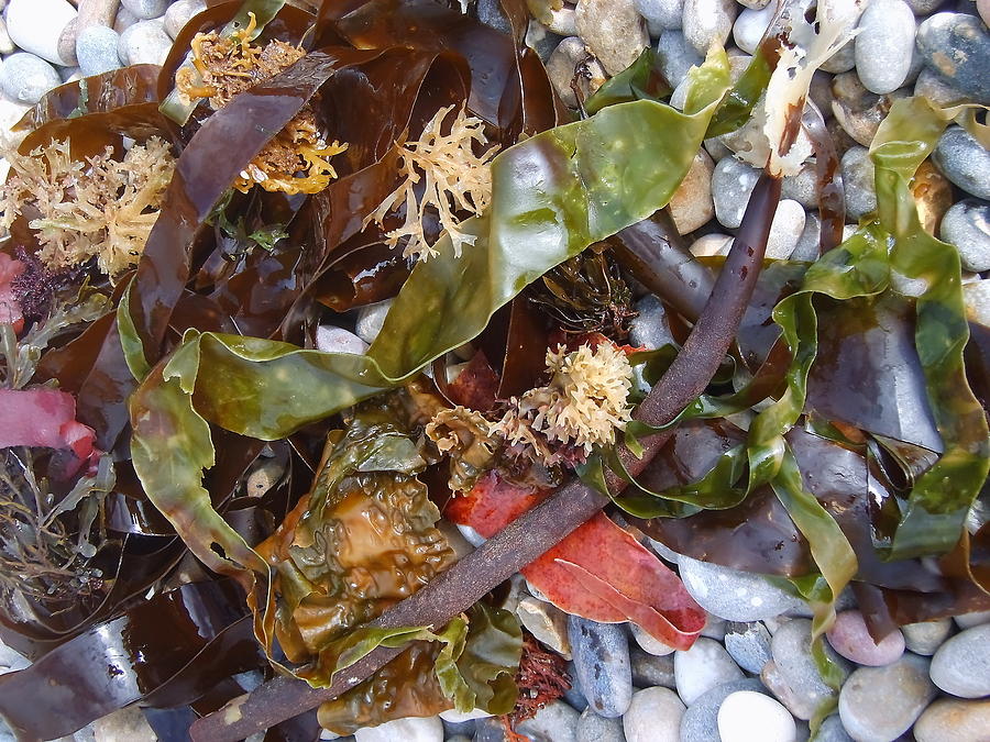 Seaweed and Pebbles #2 Photograph by Jeff Townsend