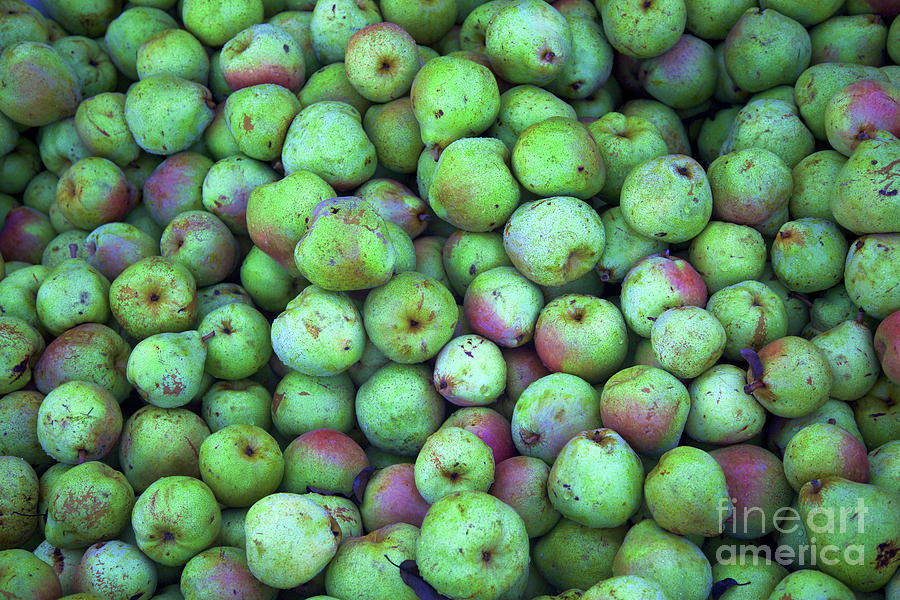 Seckel Pears #1 Photograph by Bruce Block